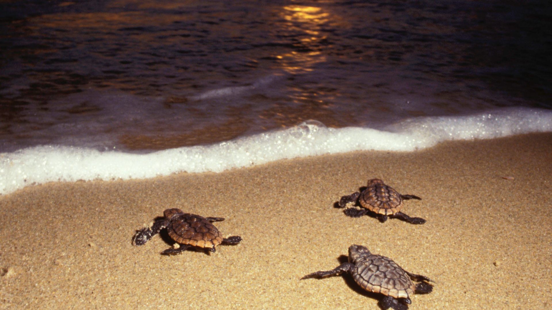 Las tortugas Caná son conocidas por anidar en las playas del municipio de Acandí.