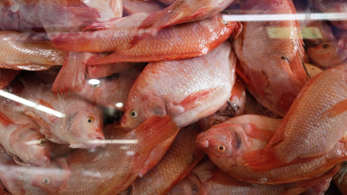 Con la llegada de la Semana Santa uno de los alimentos tradicionales es el pescado. Su consumo y comercialización se incrementan en varias regiones del país