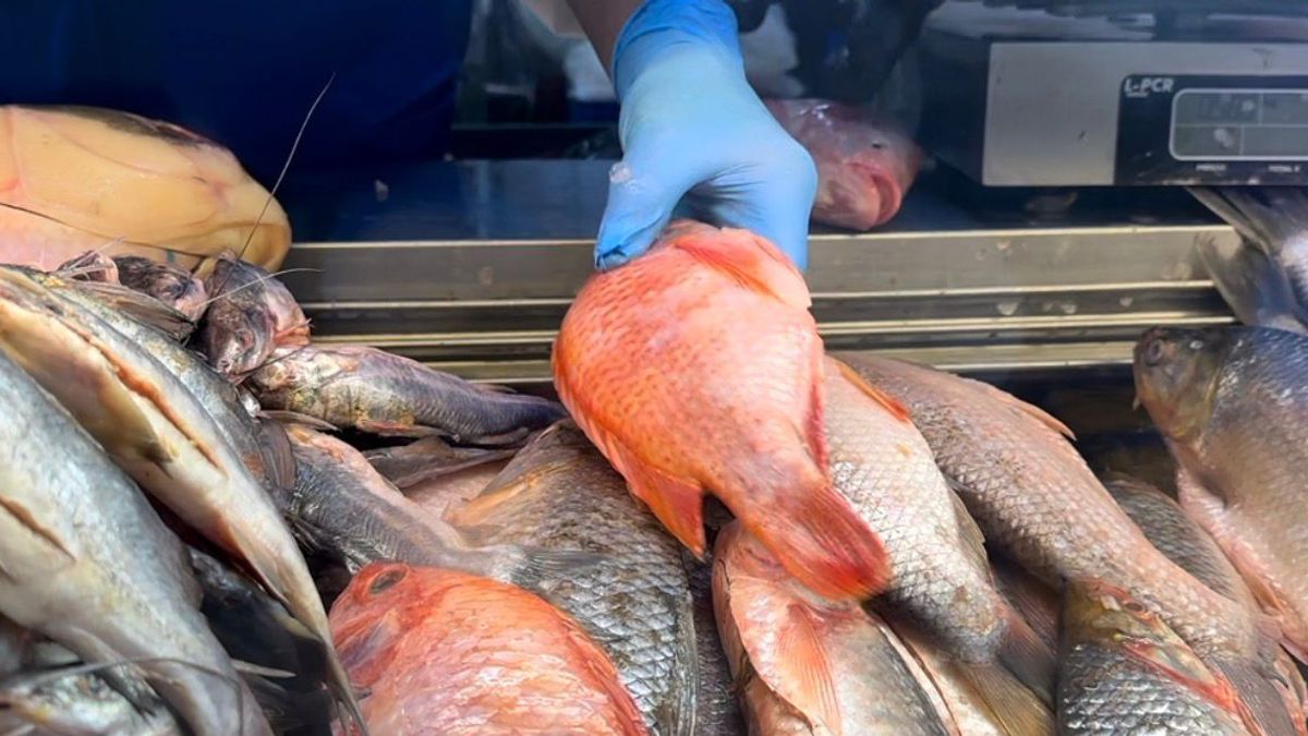 ¿Cómo elegir pescado fresco y a qué precio comprarlo en Semana Santa en Bogotá?