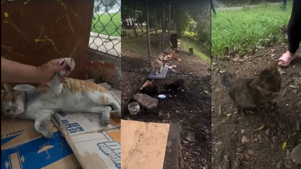 En menos de un mes, incendiaron tres veces un refugio improvisado para gatos debajo de un puente en Cali.