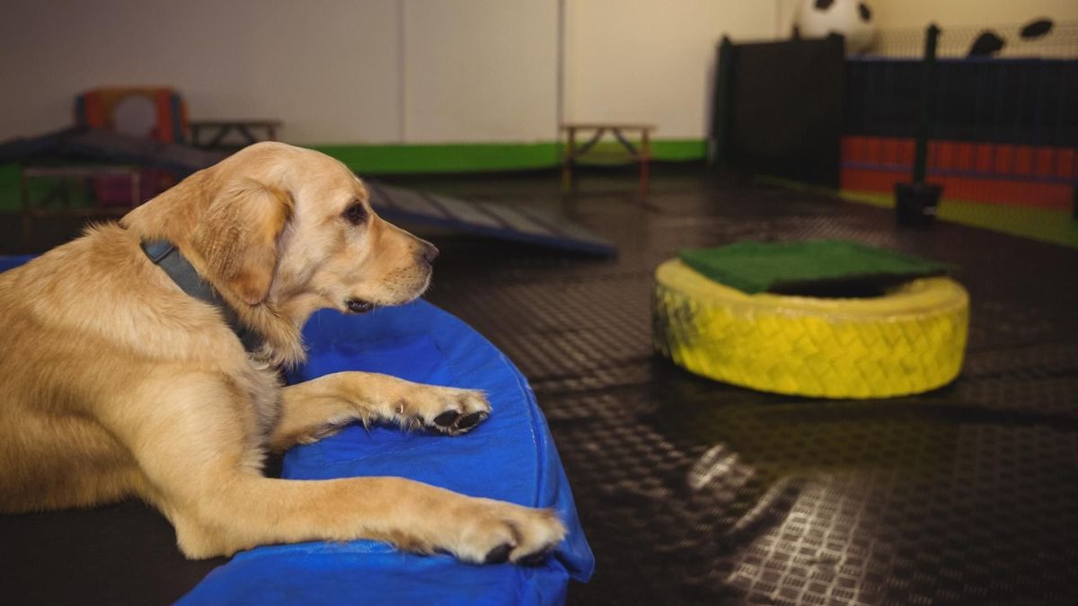 Dejar sus objetos habituales ayuda a que el animal se sienta más tranquilo durante la ausencia.