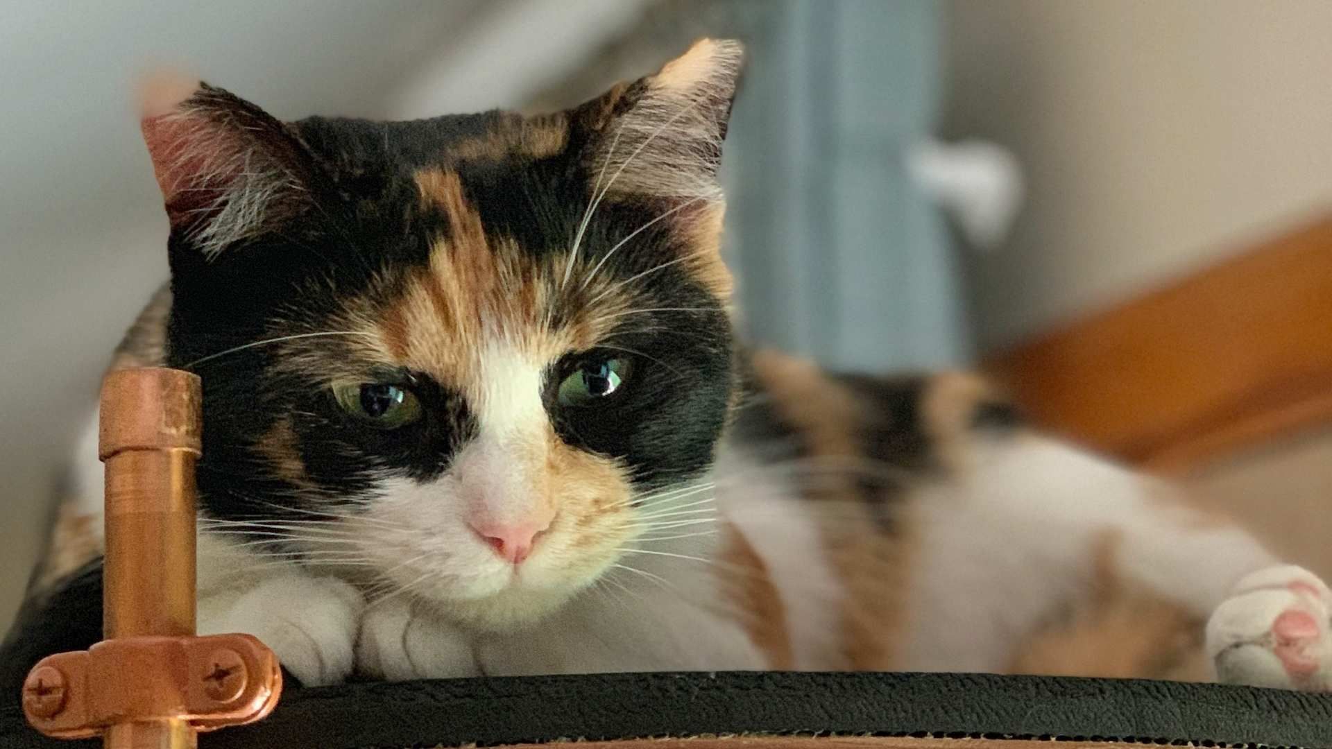 La información clara sobre rutinas y alimentación facilita el trabajo de quien lo cuida.