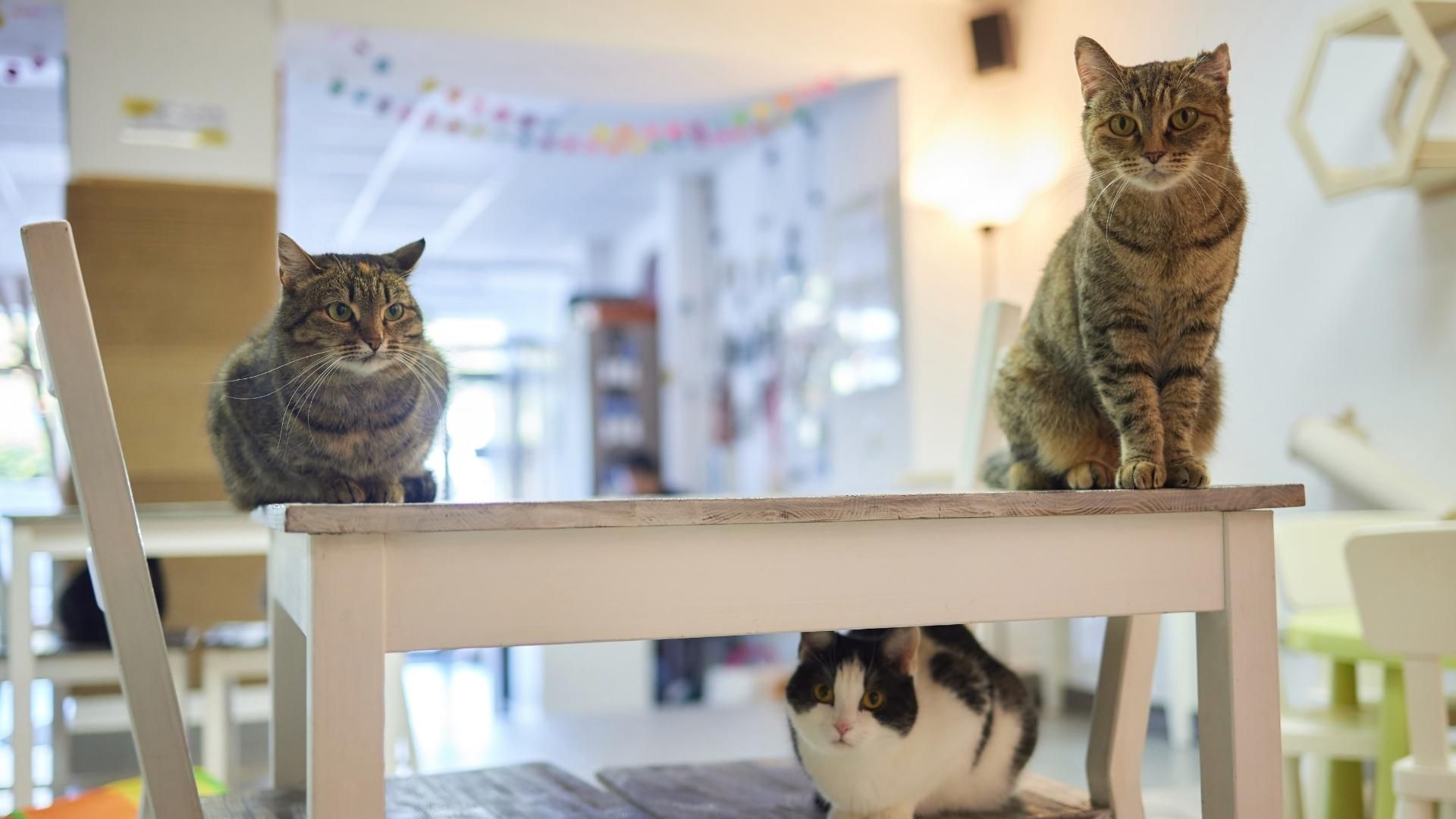 Mantener su dieta y horarios reduce el impacto del cambio de entorno.