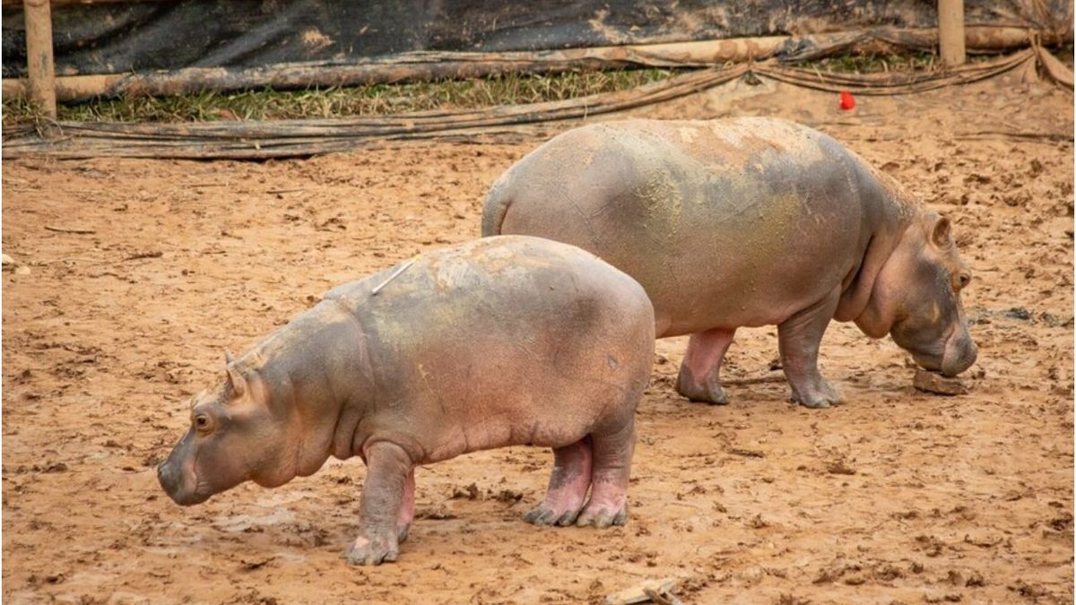 Hipopótamos en Colombia y las afectaciones en la biodiversidad