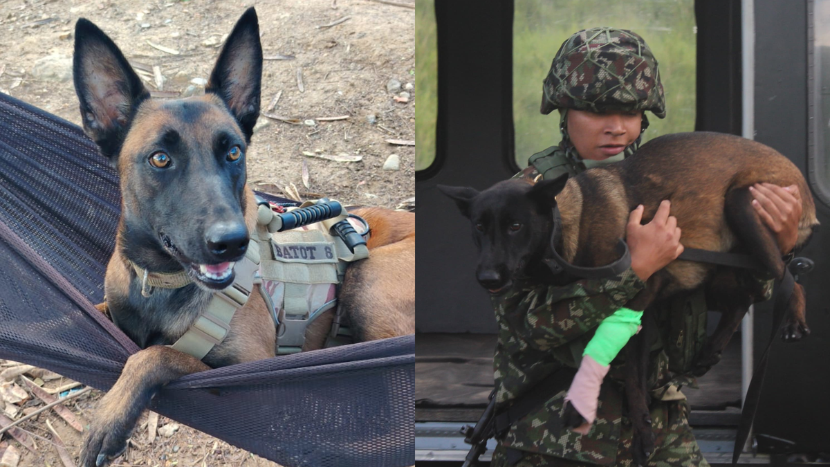 Candy y Hela, perritas antiexplosivos del Ejército Nacional.