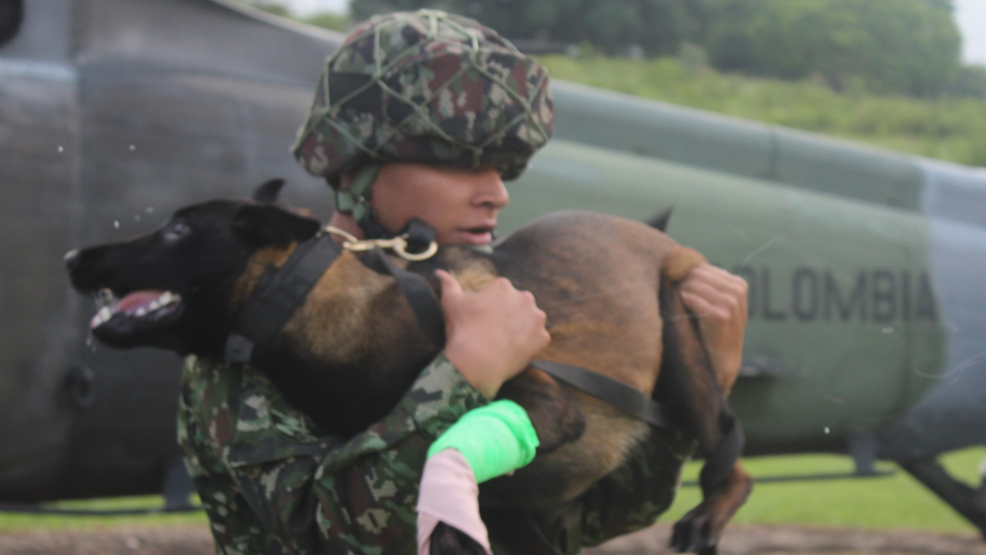 Candy, perrita antiexplosivos del Ejército Nacional.