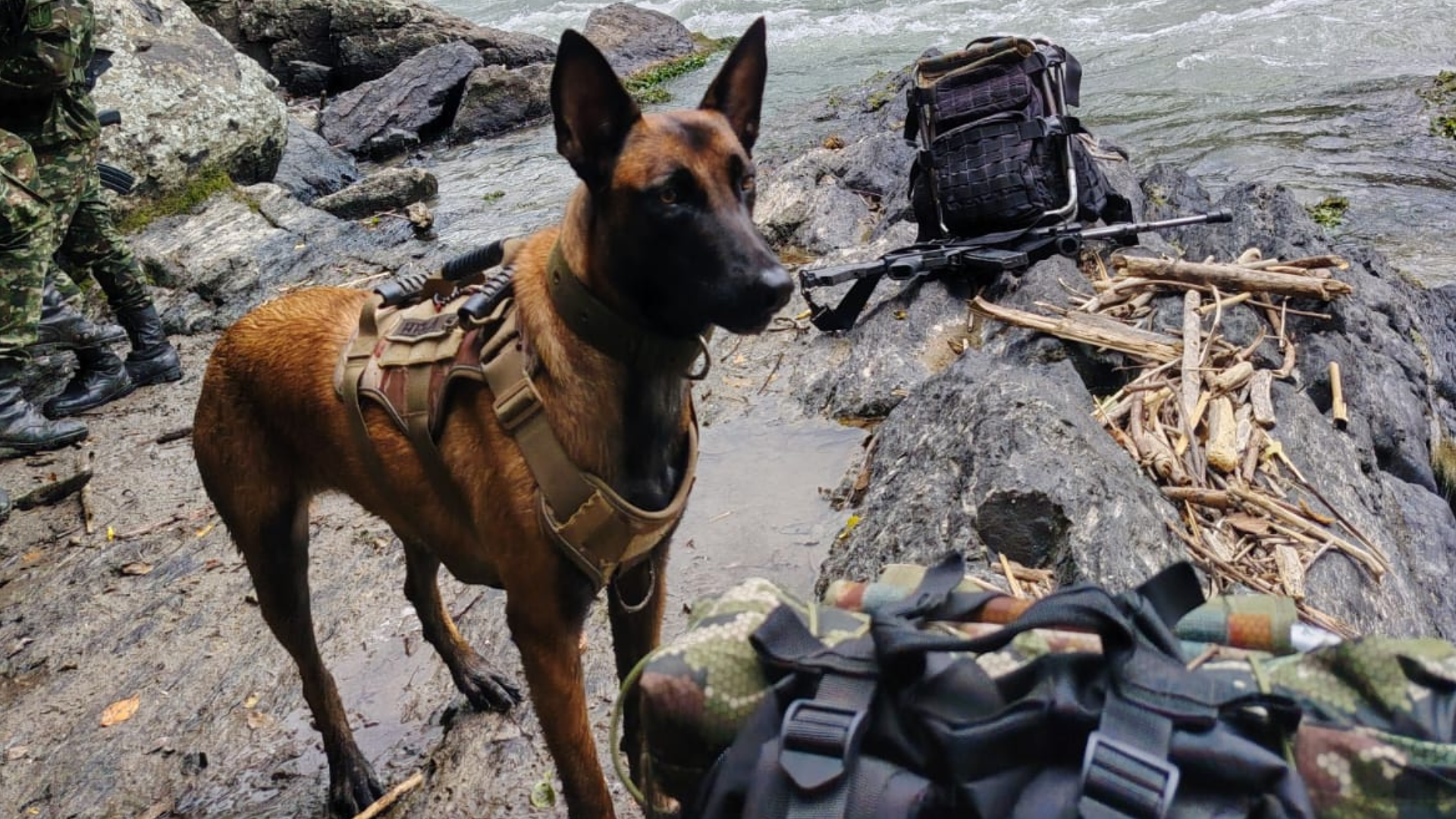 Hela, perrita antiexplosivos del Ejército Nacional.