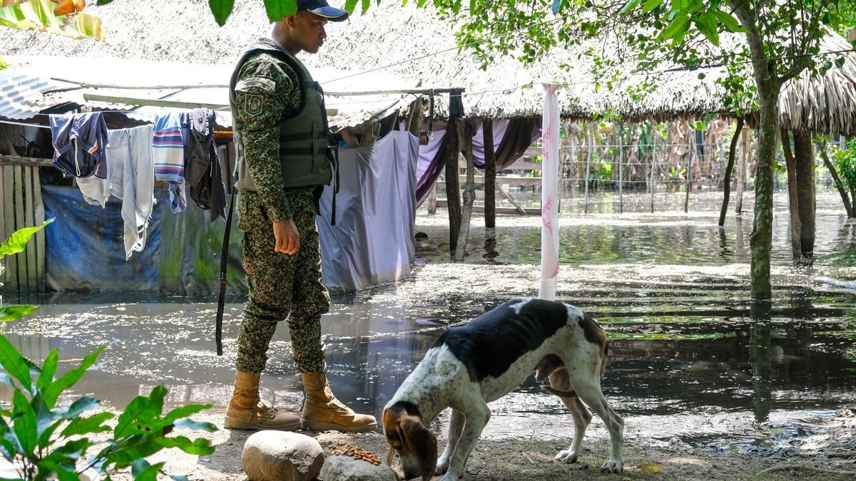 Animales en emergencias