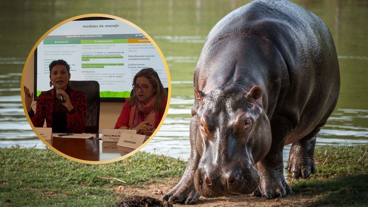 Ministra de Ambiente, Irene Vélez, explica el plan de manejo para controlar la especie de hipopótamos en Colombia.