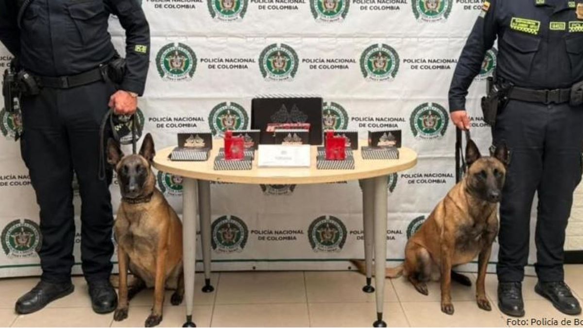 Los perros de la Policía Cielo y Lastra hallaron tres kilos de cocaína camuflados en repuestos de motos en Bogotá.