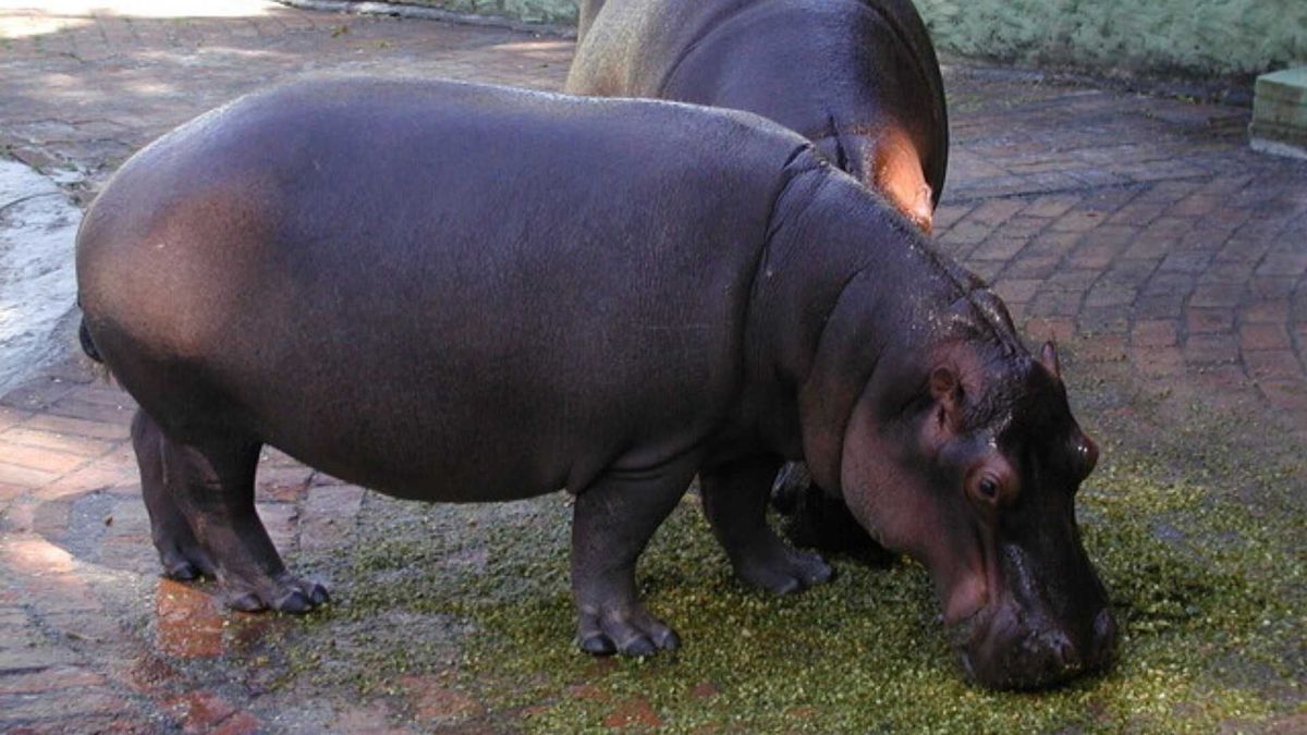 Andrea Padilla expone cifras y cuestiona decisiones del Gobierno frente al manejo de hipopótamos en Colombia.
