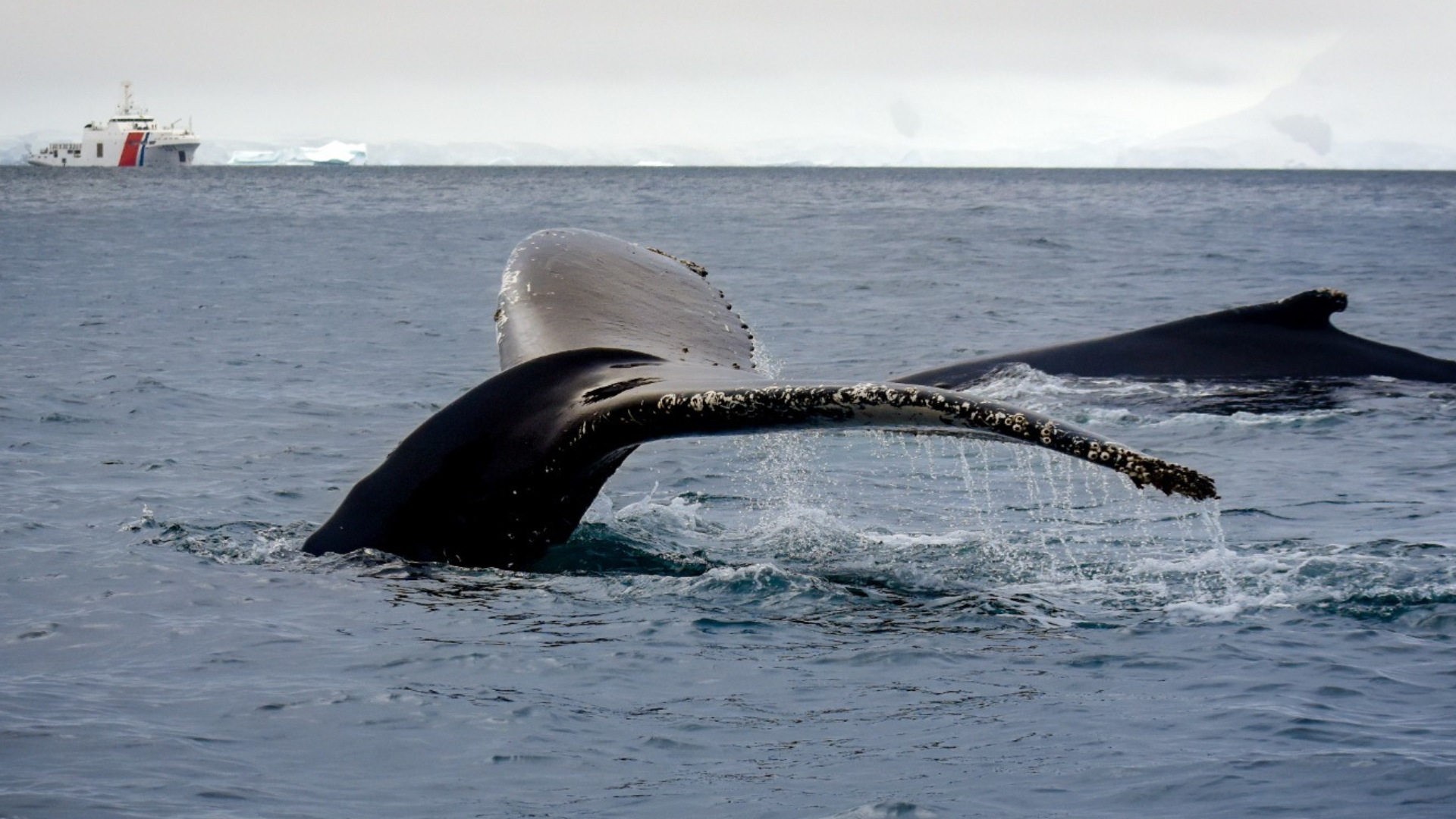 Buque ARC Simón Bolívar en Antártica. 