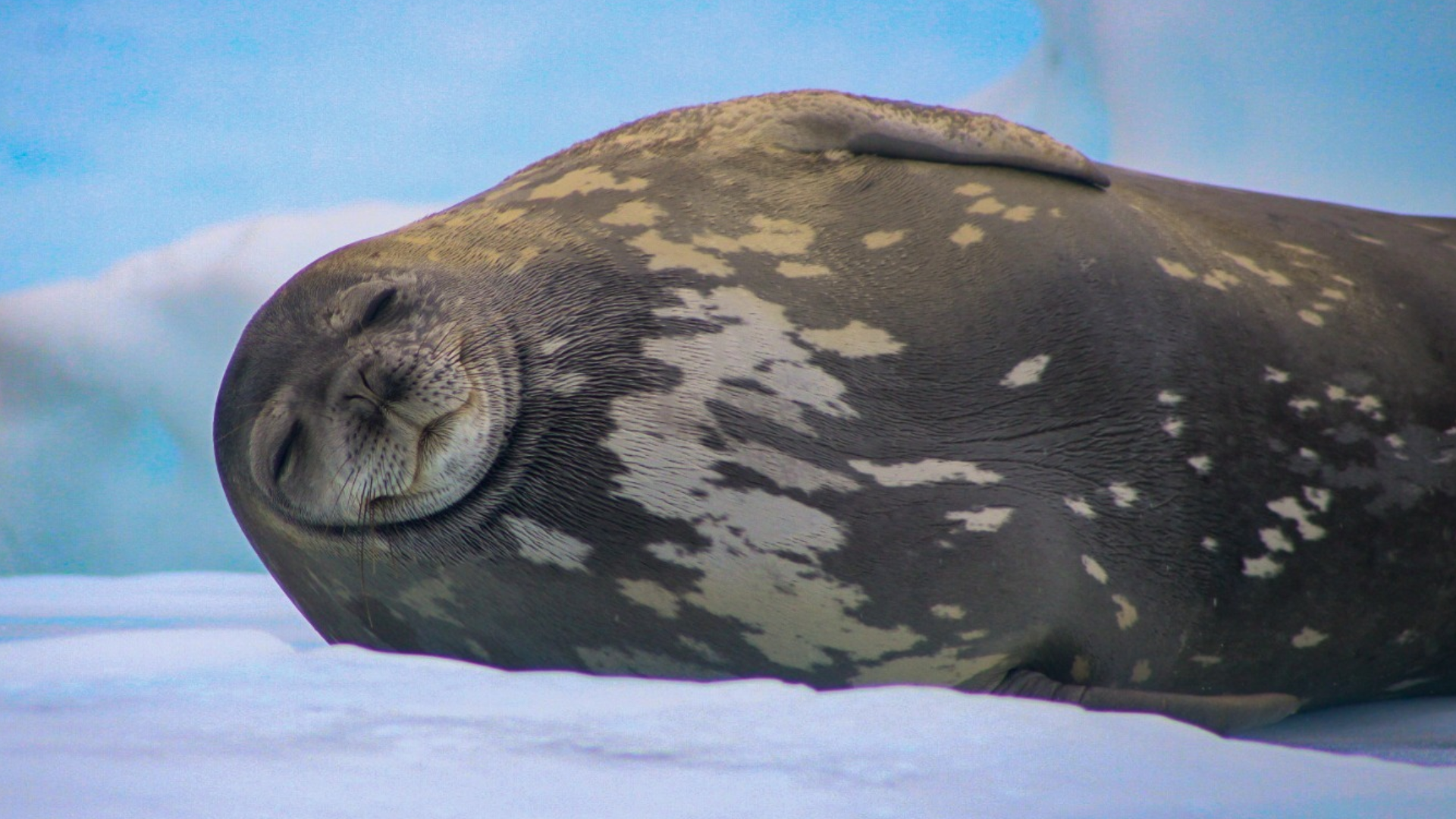 León marino en la Antártica. 