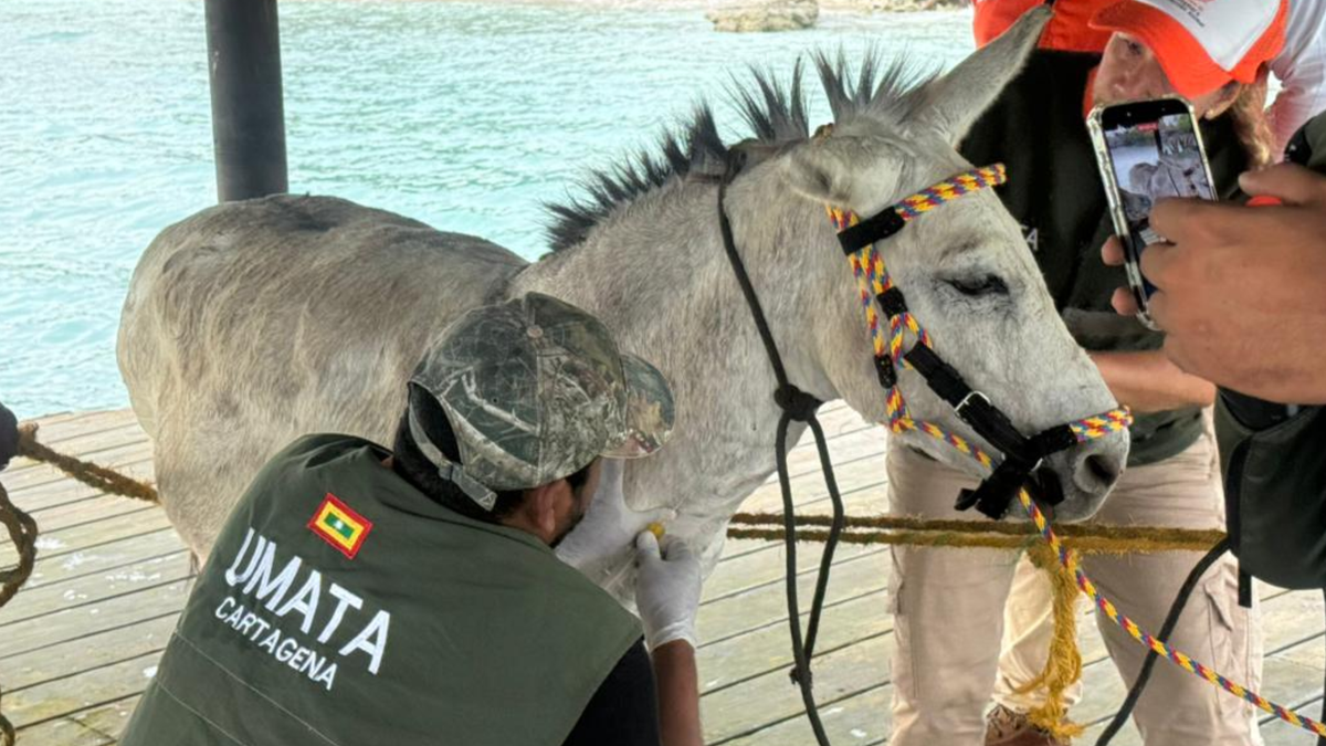 Apolo, burrito rescatado en Cartagena.