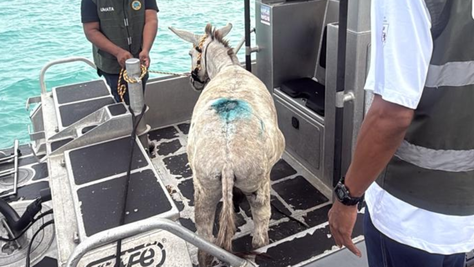 Apolo, burrito rescatado en Cartagena.