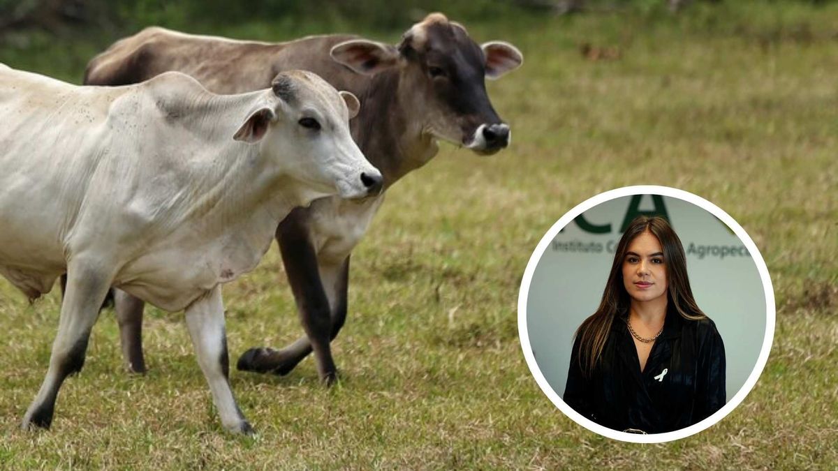 Paula Andrea Cepeda, gerente del ICA, confirmó inconsistencias en el sistema Sinigan y anunció ajustes en la trazabilidad ganadera.