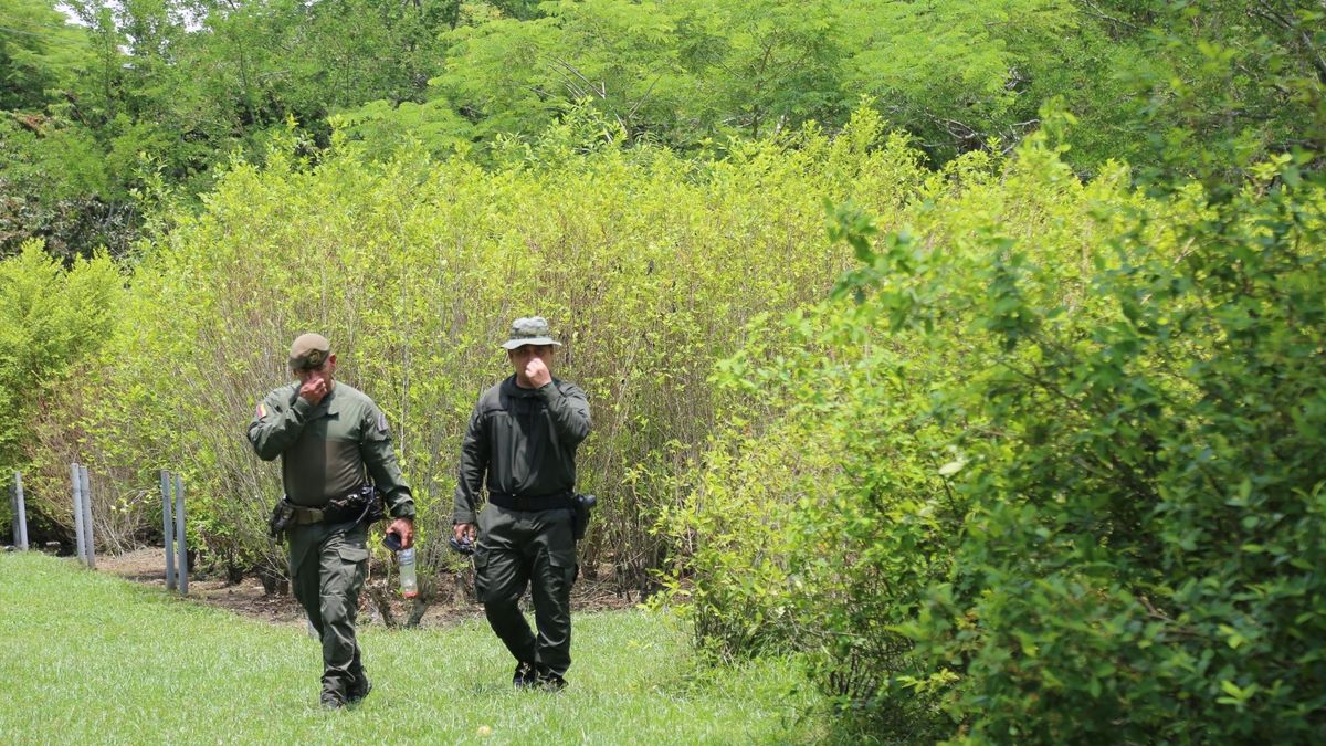 Los cultivos de coca han provocado un choque entre el Gobierno, que celebra sus resultados contra el narcotráfico, y la ONU , que vigila la producción de cocaína.