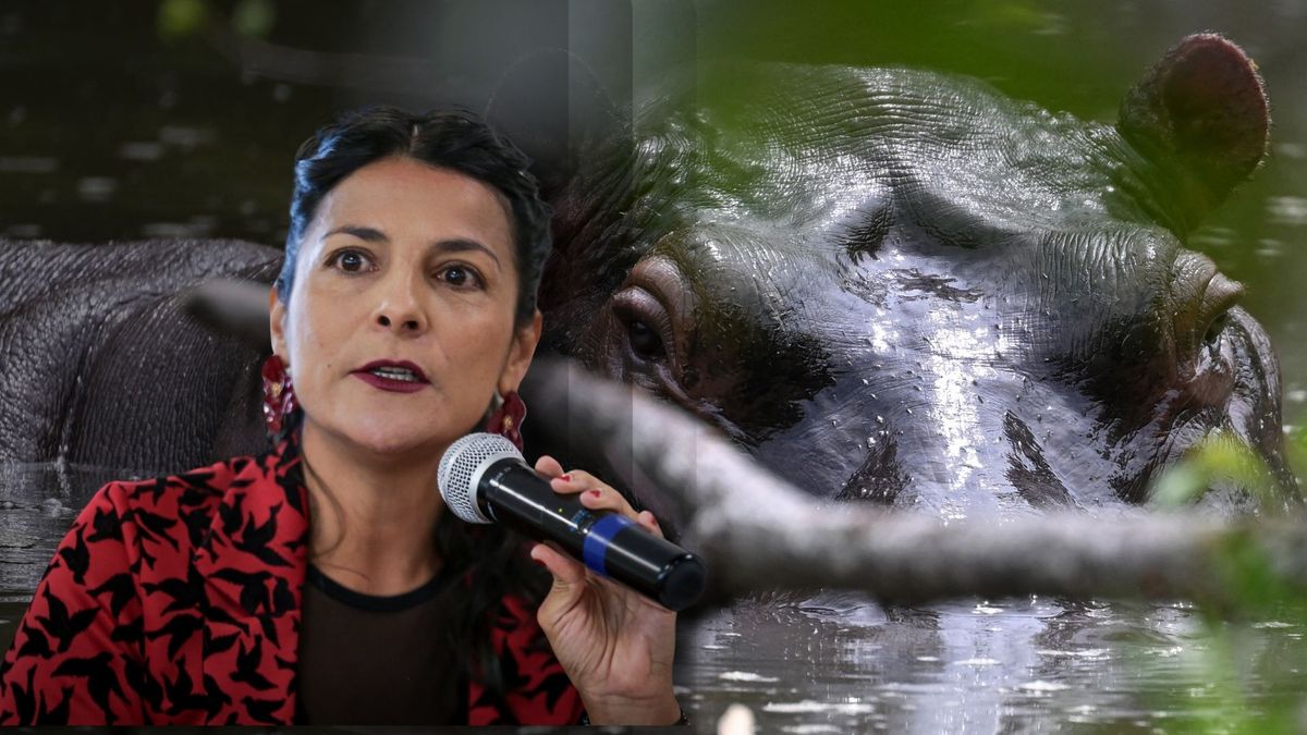 La ministra de Ambiente, Irene Vélez, presentó el plan de choque del Gobierno para controlar la expansión de los hipopótamos en Magdalena Medio. Las esterilizaciones no han sido efectivas y otros países no se ofrecen a recibir a la especie invasora.