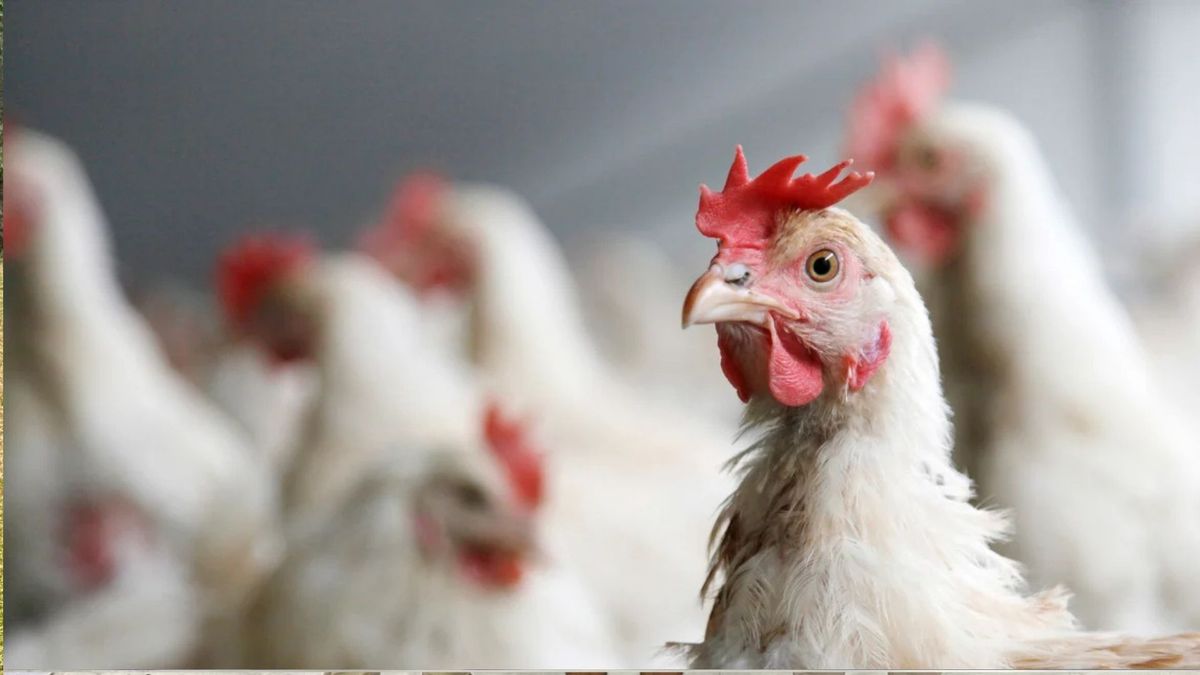 Gallinas