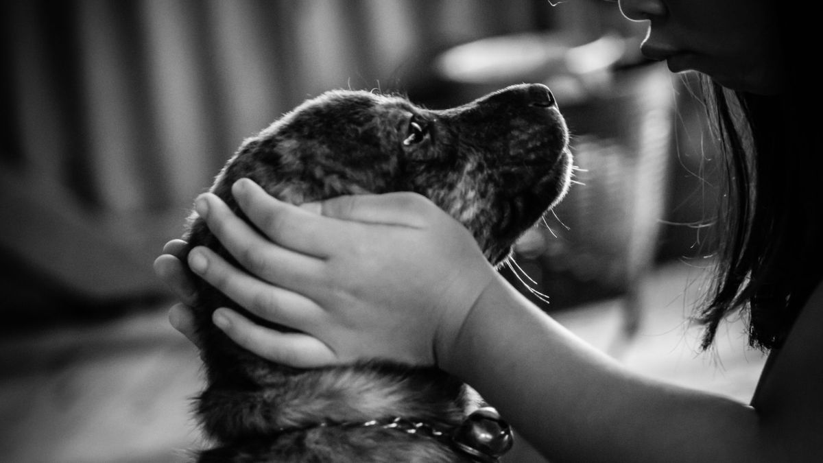 El duelo por una mascota es tan doloroso como por un ser querido.