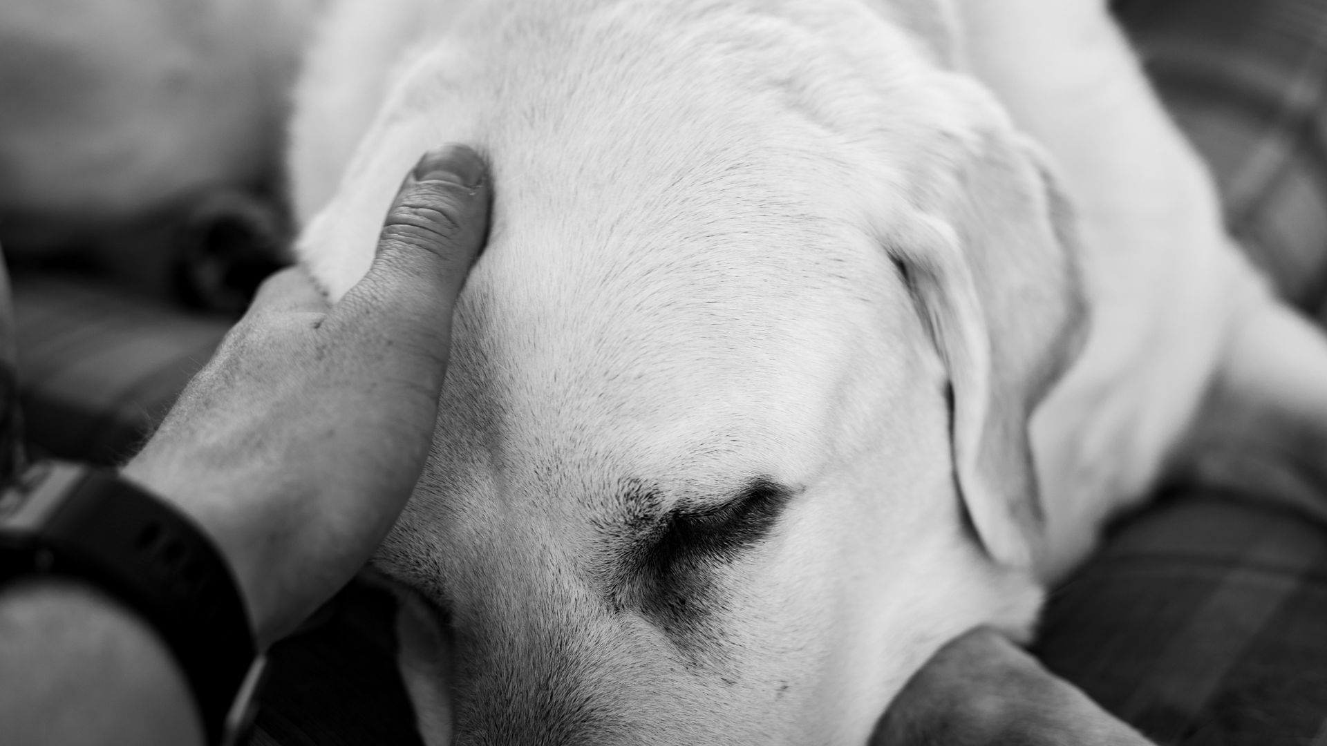 Los animales pueden reencarnar en otros cuerpos después de partir.