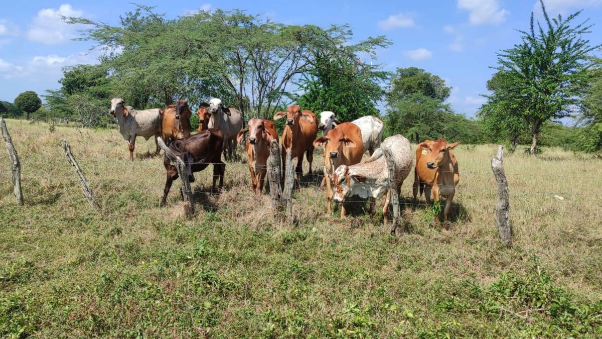 "El fenómeno de El Niño disparará los precios del queso y la leche, y las vacas se pondrán flacas": Asoganorte