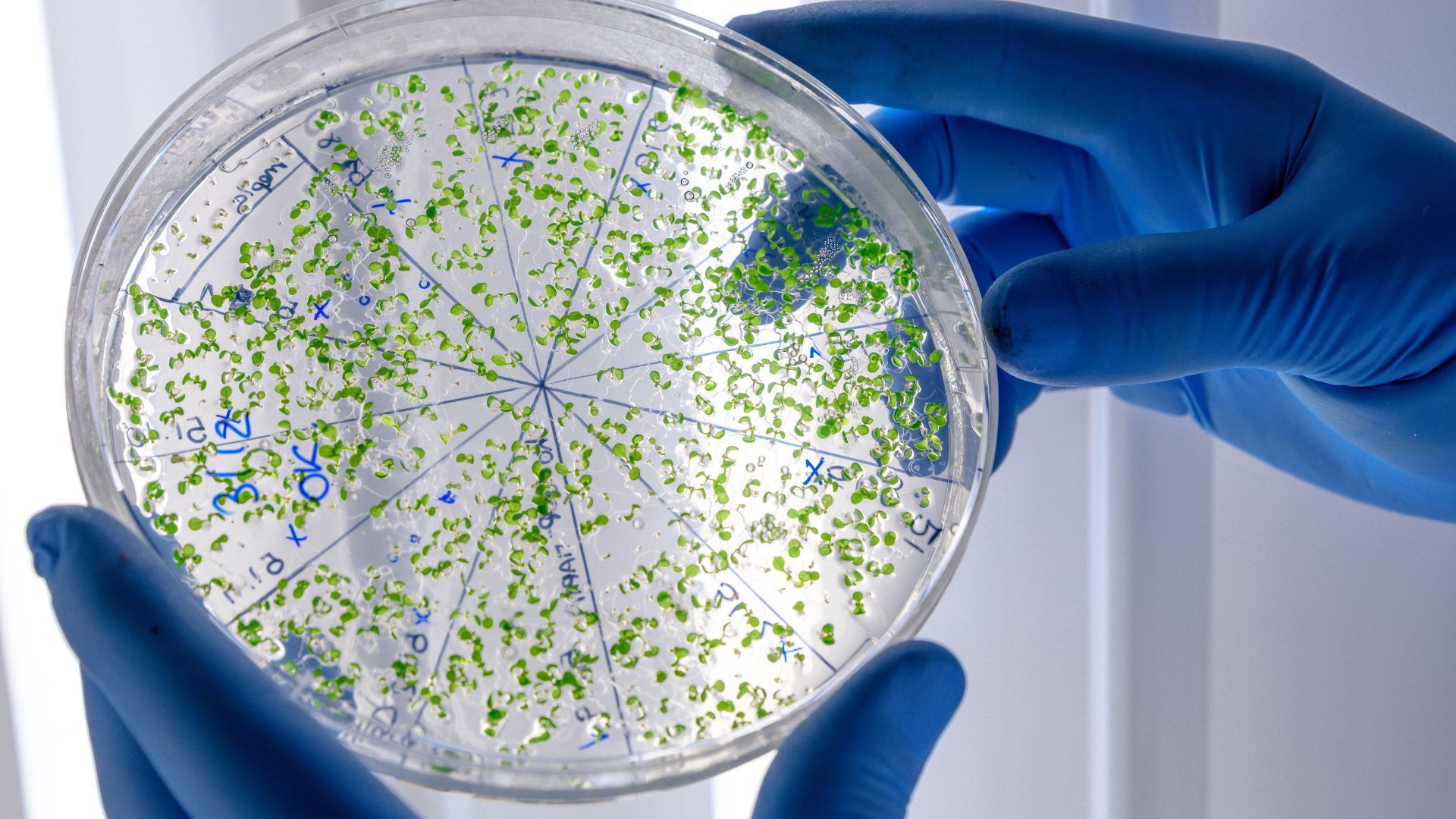 Este cuerpo podría explicar el inicio de la vida en la Tierra.