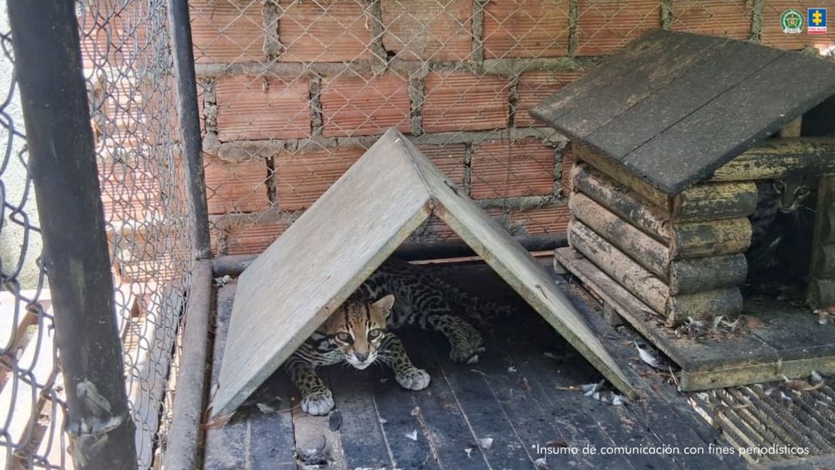 Los ocelotes eran vendidos a través de redes sociales