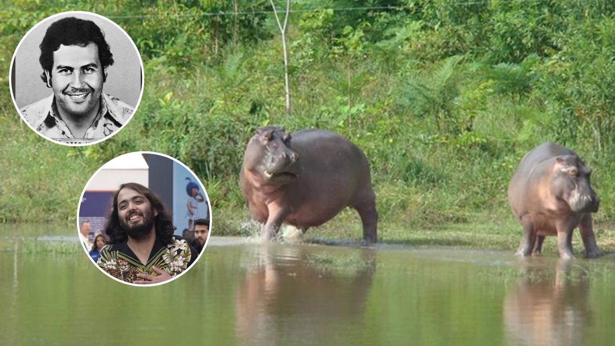 La idea es una alternativa frente a la eutanasia, una medida que ya fue autorizada por el Ministerio de Ambiente y Desarrollo Sostenible dentro del plan para manejar la especie.