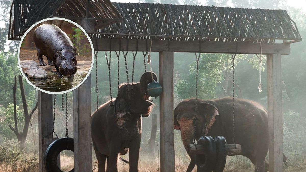 Santuario animal Vantara, estaría dispuesta a recibir 80 hipopótamos de Colombia