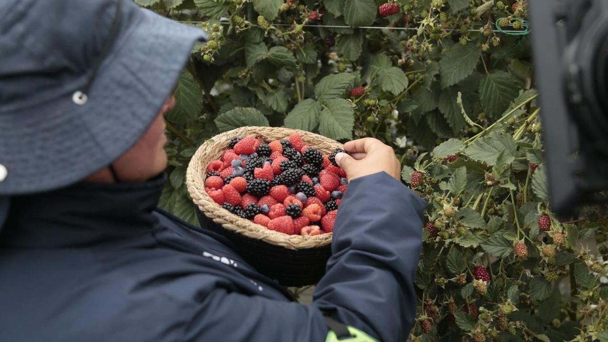 Frutos rojos en Colombia