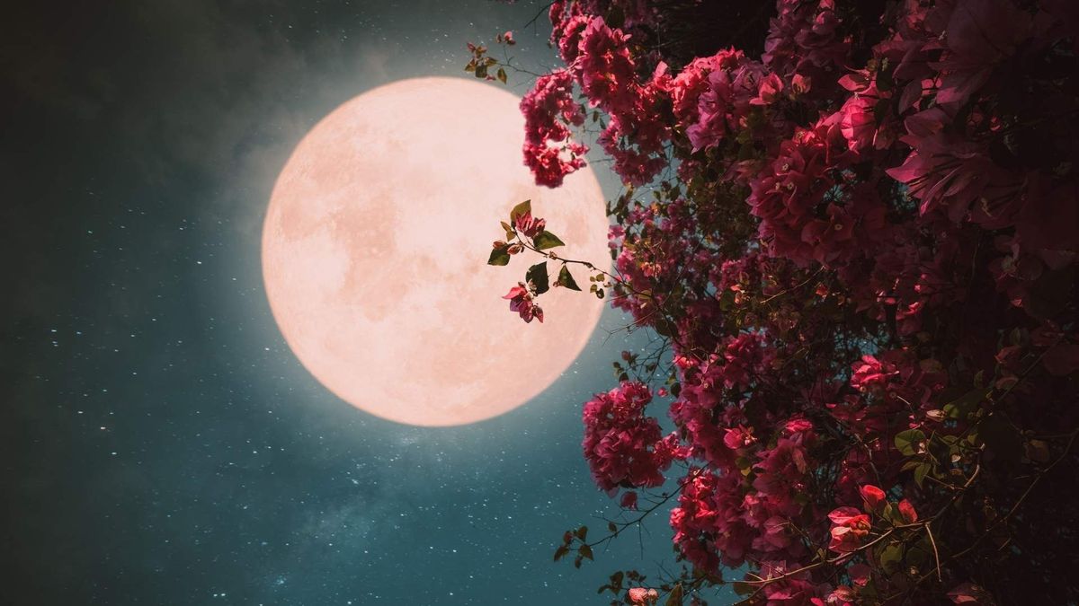 La Luna de Flores será visible como Microluna, con un tamaño aparente menor debido a su mayor distancia de la Tierra.