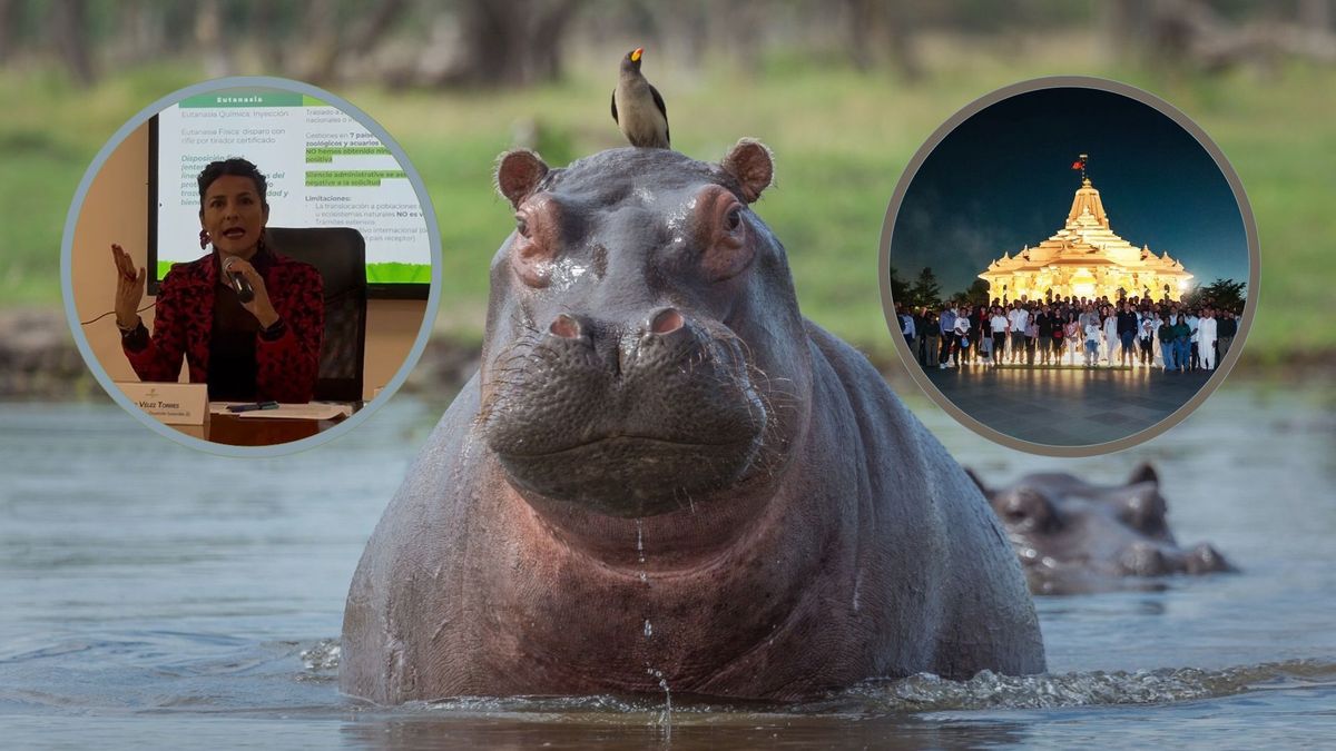 Ministerio de Ambiente radica solicitud formal a la India, para establecer si autoriza el traslado de 80 hipopótamos