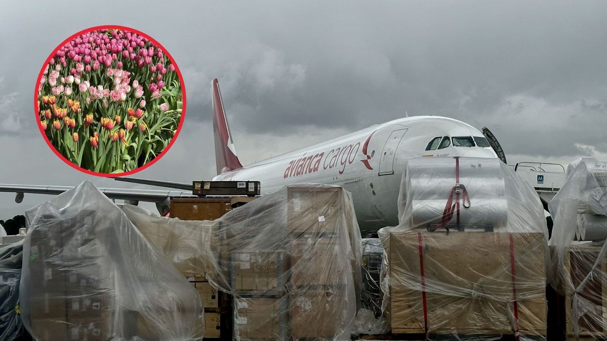 Miles de toneladas de flores colombianas se exportan durante la temporada de madres, entre abril y mayo.