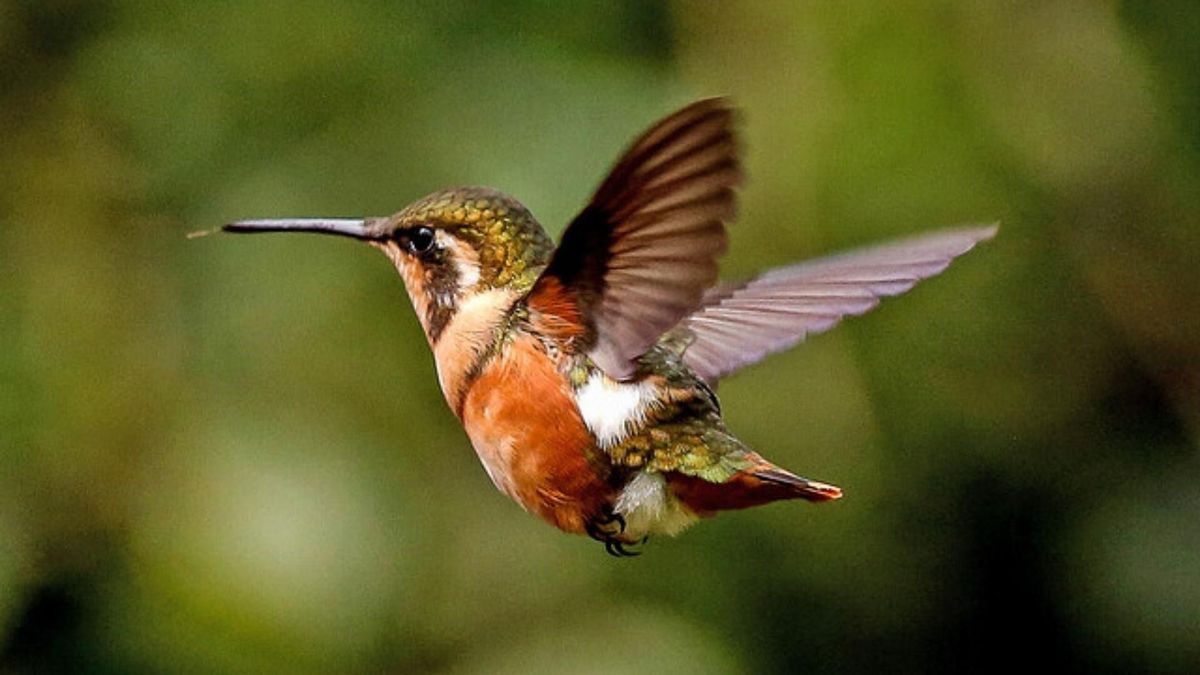 Equipo de ‘60 Minutes’ registró en Montezuma la riqueza natural y el avistamiento de aves en Colombia.