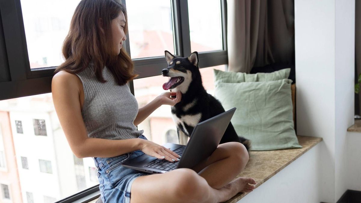 Expertos recomiendan elegir perros con niveles moderados de energía para espacios pequeños.