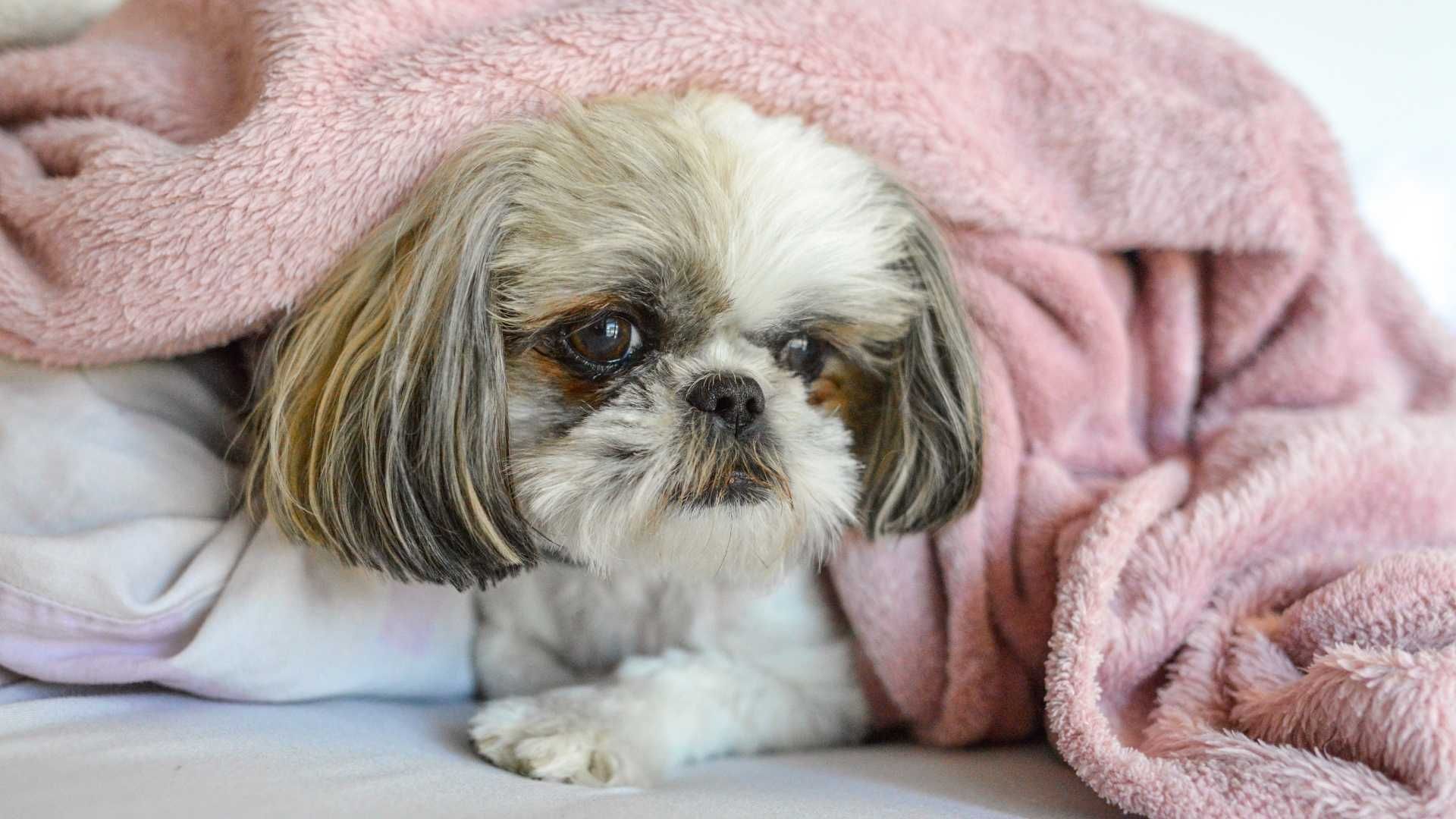 Bulldog francés, Shih Tzu y Pug son algunas de las razas que mejor se adaptan a la vida en apartamentos.