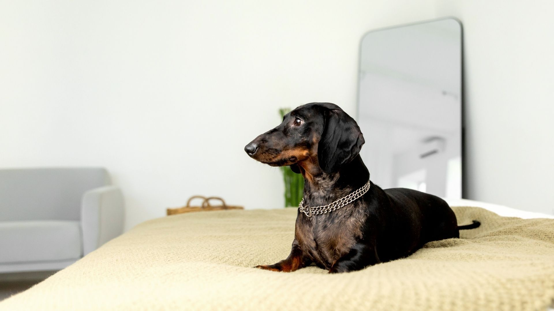 La adaptación de un perro a un apartamento también depende del entrenamiento y la socialización.