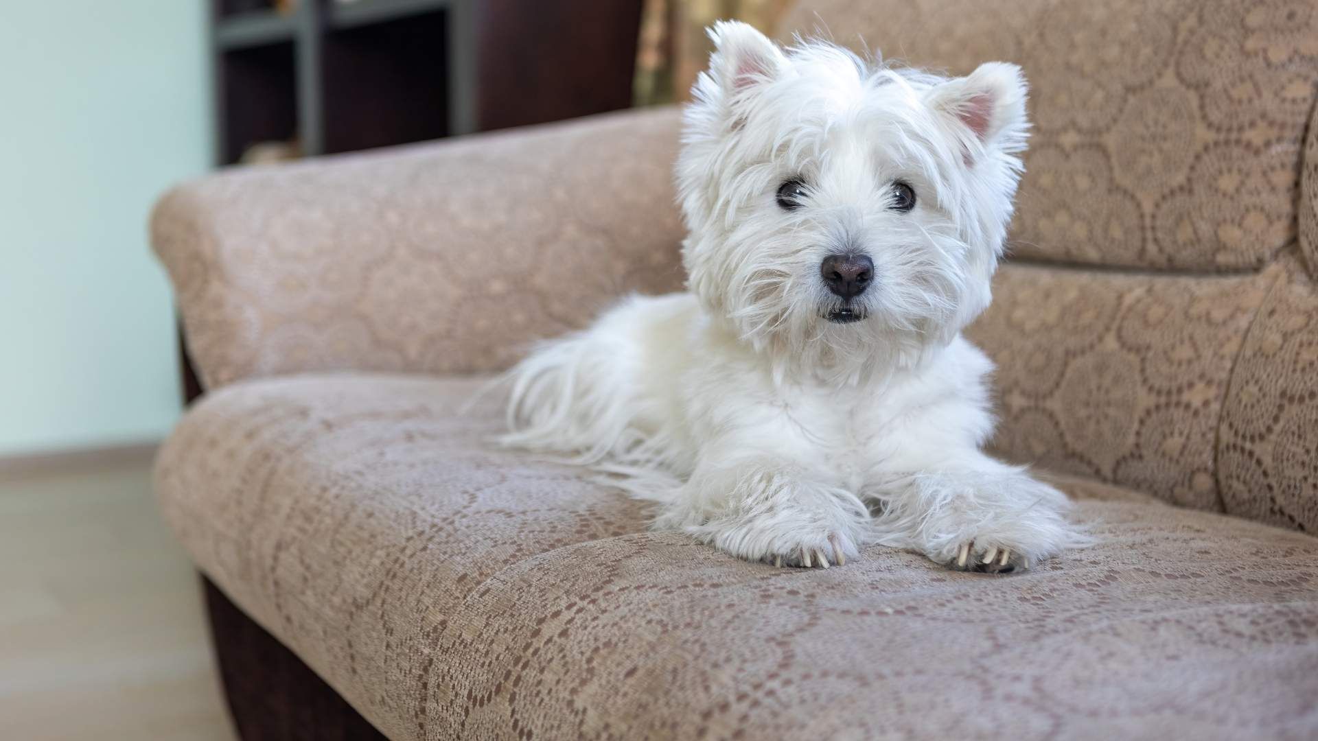 Veterinarios aconsejan revisar el tiempo disponible antes de adoptar una mascota para apartamento.