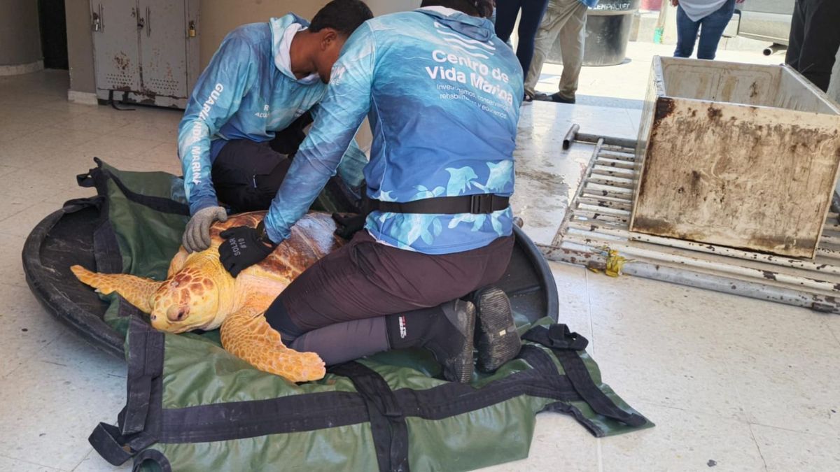 Tortuga rescatada en el Magdalena