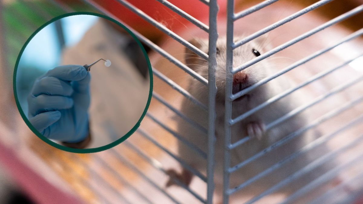Pruebas de laboratorio en animales | Referencial.