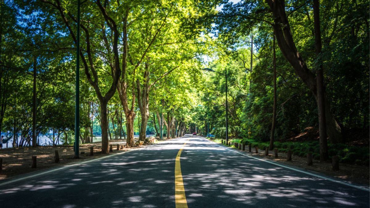El trayecto no es un misterio: es una carretera común, pero rodeada por árboles que, con los años, terminaron uniéndose en la parte superior.