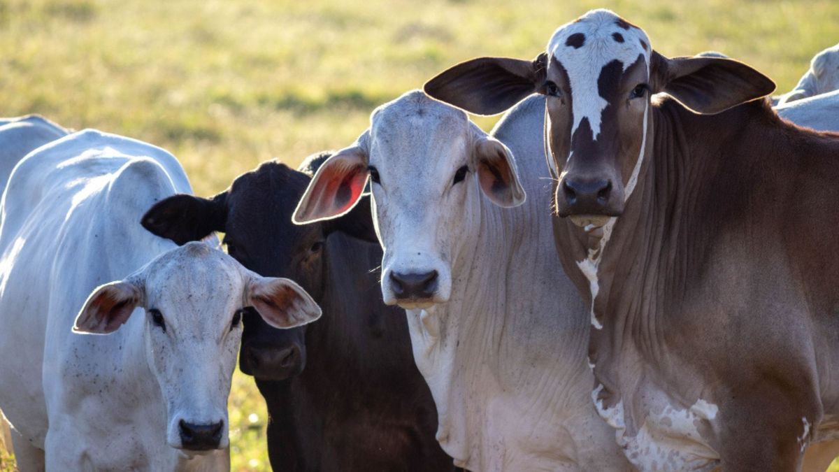 José Félix Lafaurie, presidente de Fedegán, señaló que durante varios años ingresaron al país más de 6,4 millones de animales de contrabando desde Venezuela.