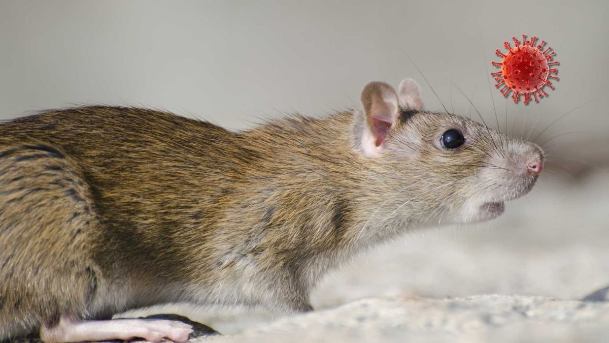 El crucero MV Hondius permanece bajo vigilancia sanitaria tras confirmarse contagios y muertes por hantavirus.