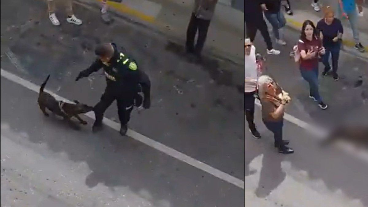 Perro murió baleado durante operativo policial en Rionegro y el caso desató indignación en redes