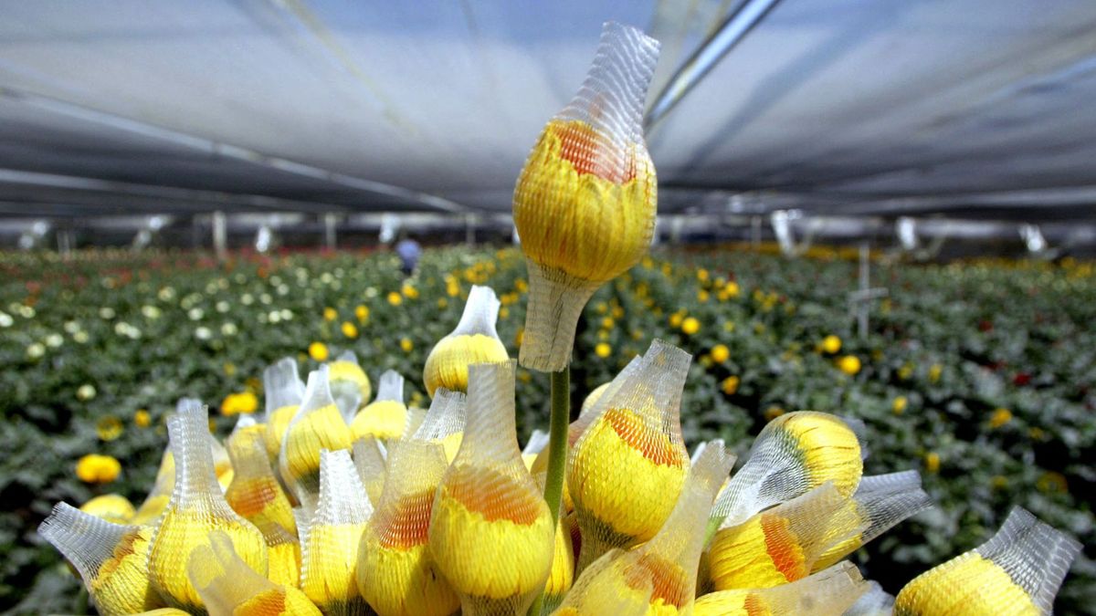 Un ramo de girasoles está listo para la exportación en la Finca Trigal, en La Ceja, departamento de Antioquia.