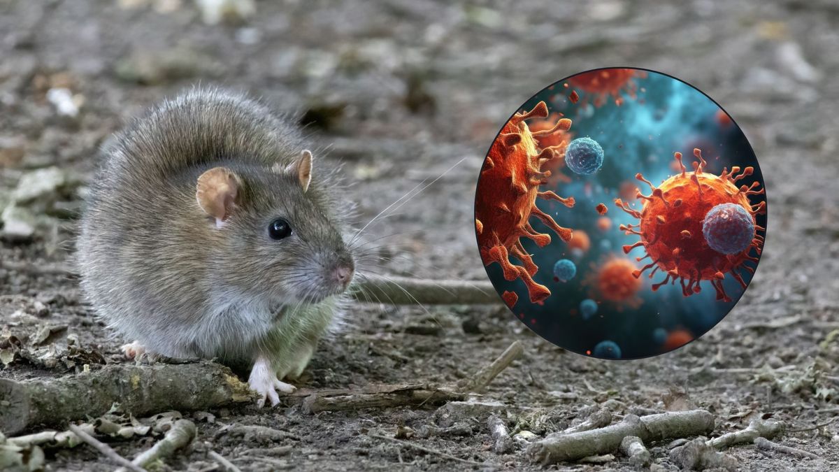 Hantavirus