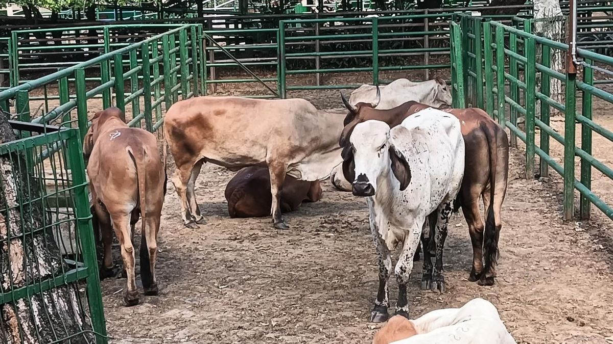 Vacas en la Feria de Ganado de Medellín