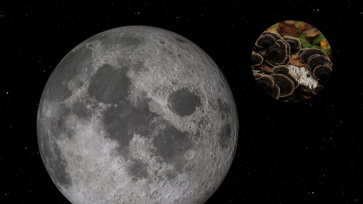 La Nasa está trabajando con hongos para mejorar la calidad de vida humana fuera del planeta.