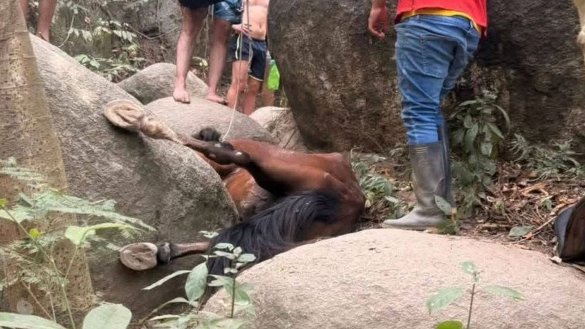 Desplome de caballo en el Parque Tayrona